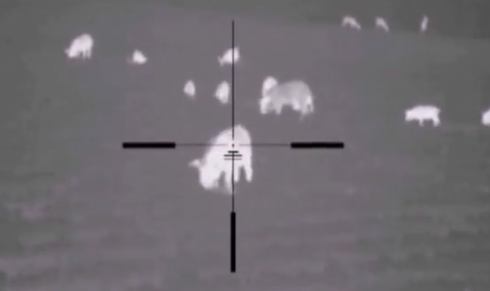 Feral Hog Hunting with Infrared Today’s Adventure®