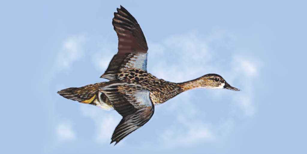 Blue Wing Teal