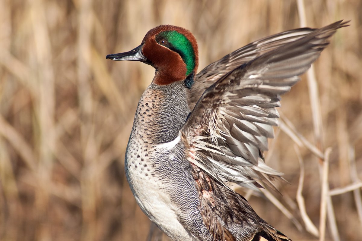 Teal to the Rescue Tips for Early Teal Season Today’s Adventure®