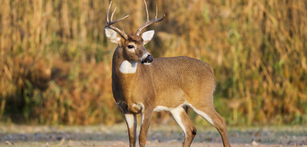 Large whitetail buck during early season