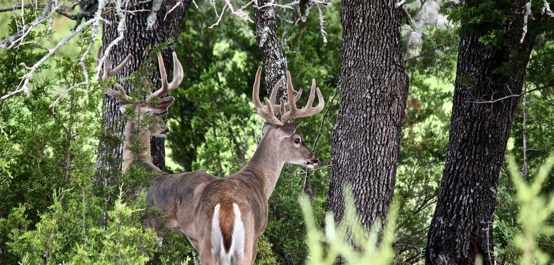 White tailed deer in forest