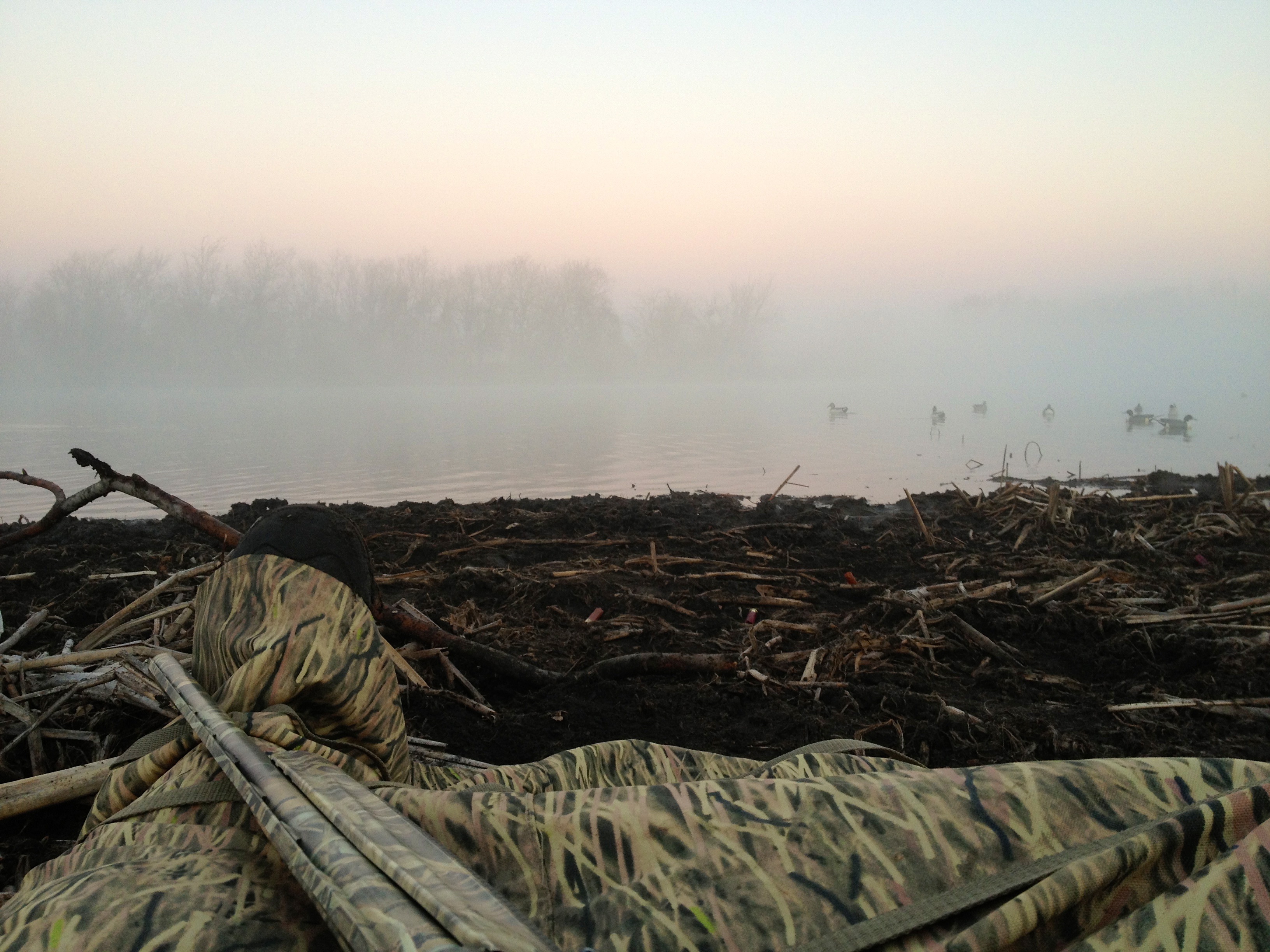 ducks in a field