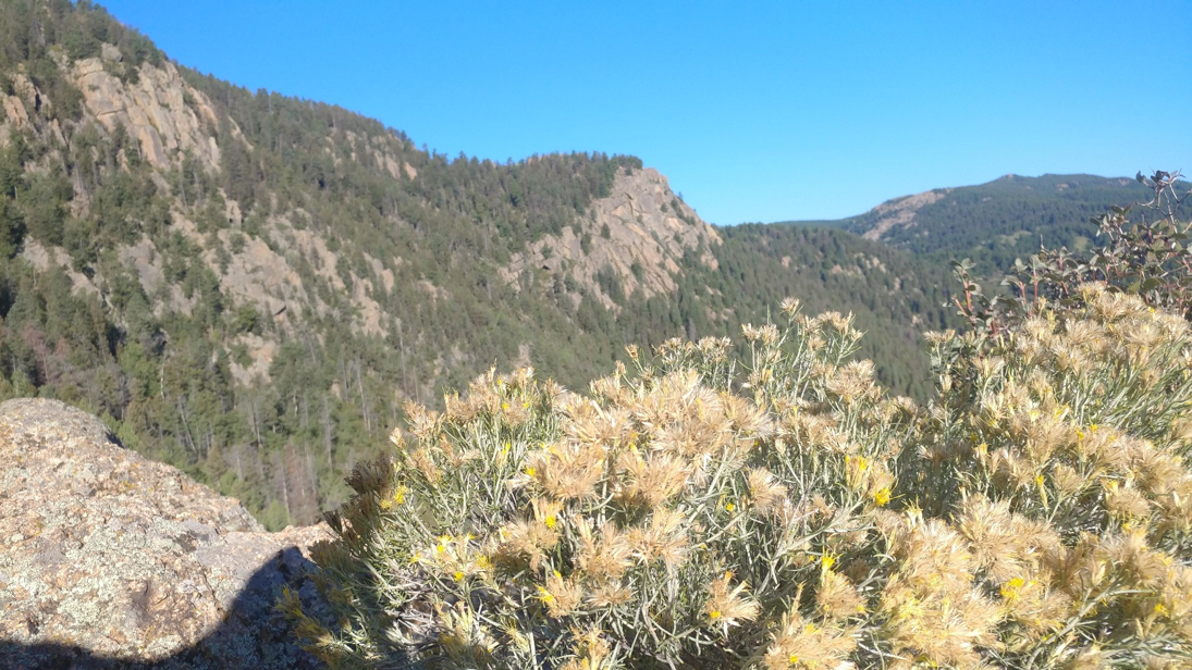 The Pike National Forest