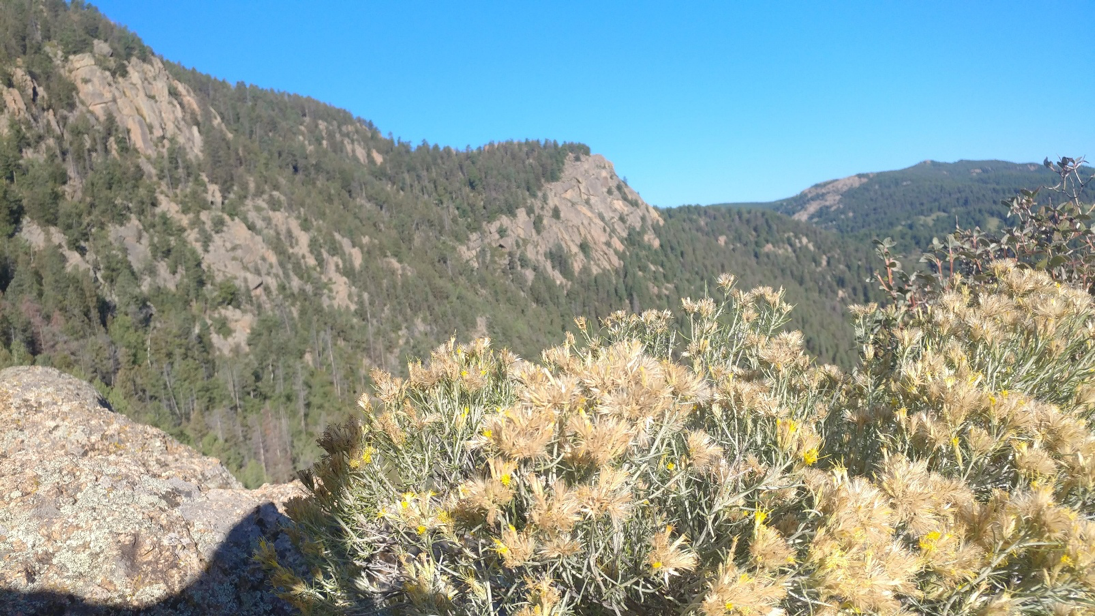 The Pike National Forest 