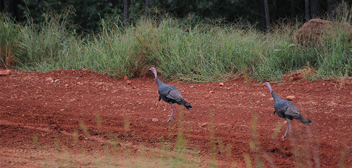 Terrain Considerations Turkey Hunting