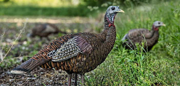 Turkey Hunting Tips - Use of Turkey Decoys