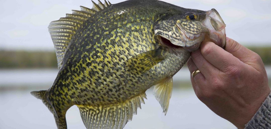 Black crappie fish