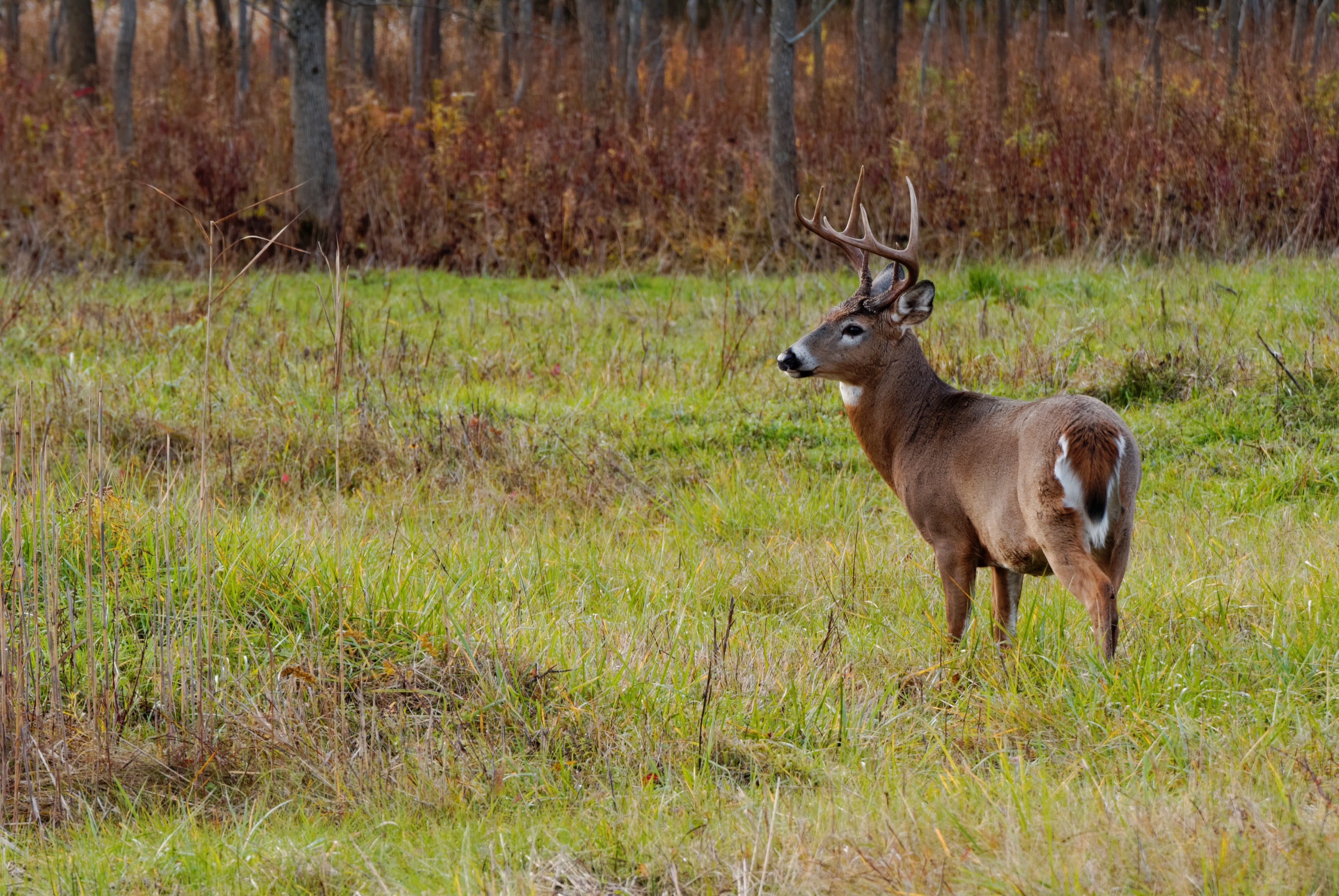 Early season whitetail deer buck standing in a field.
