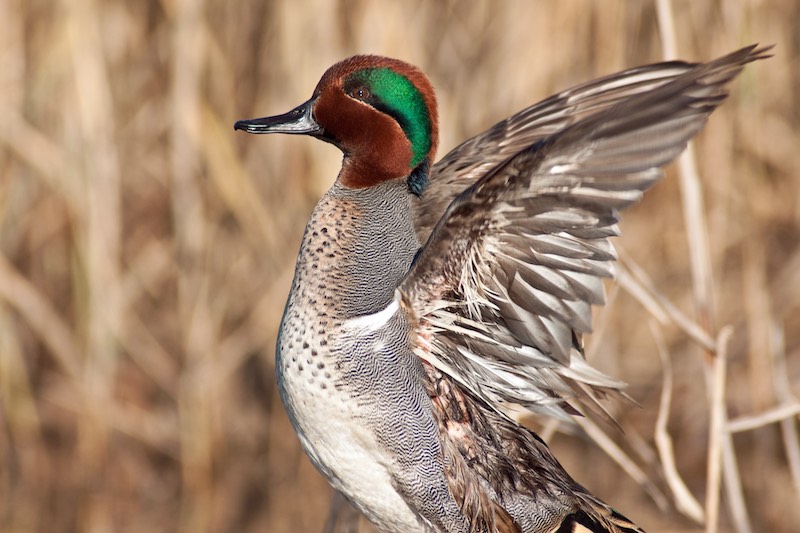 Green Winged Teal Wing Stretch