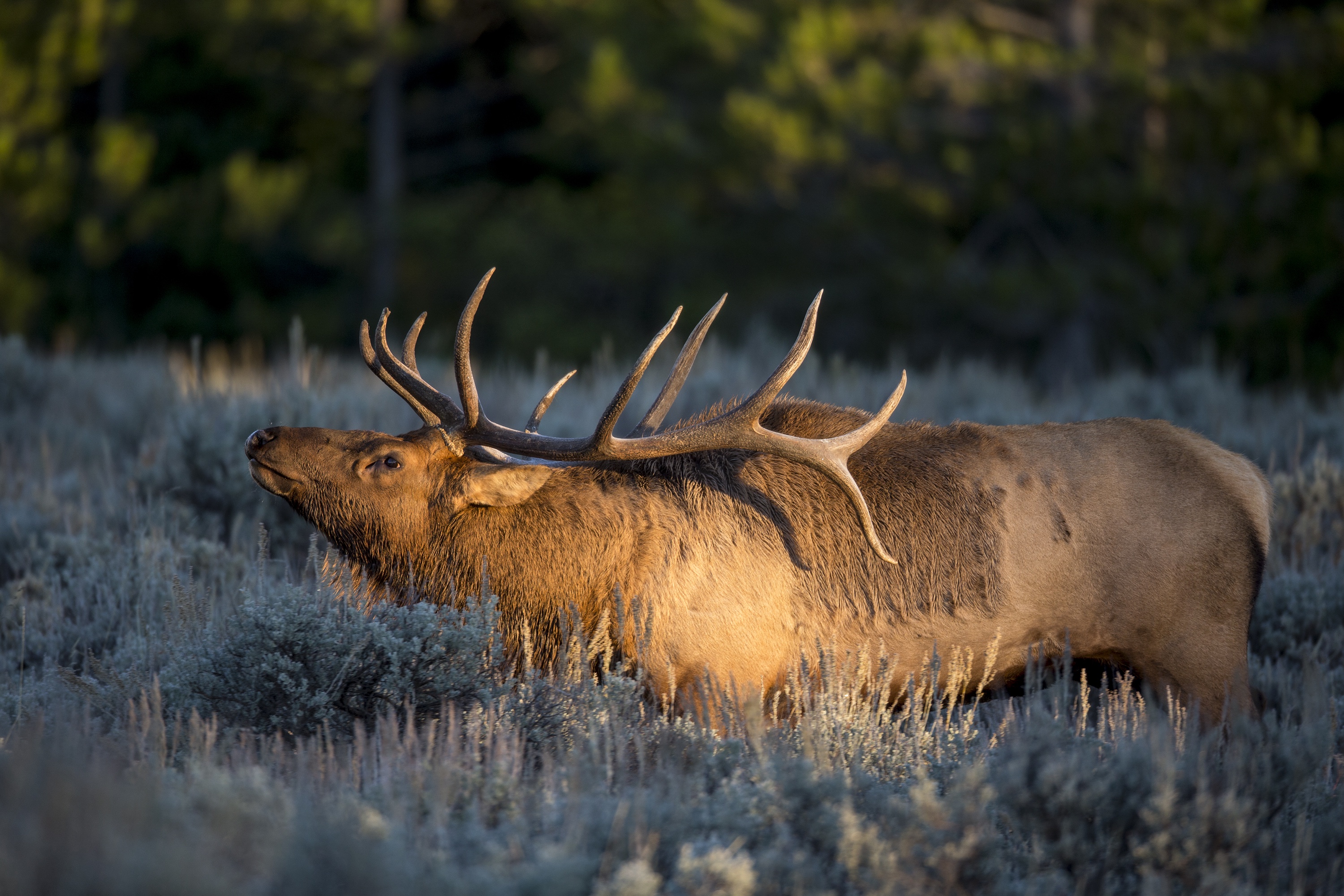 Demystifying The Nevada Big Game Draw Today s Adventure 