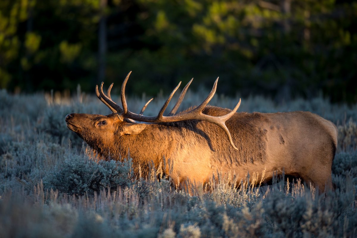 Demystifying the Nevada Big Game Draw Today’s Adventure®