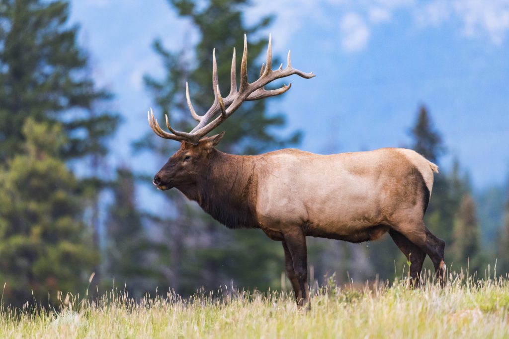 Wild Bull Elk 