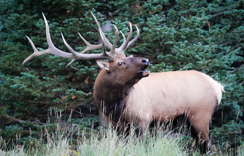 bull elk nevada