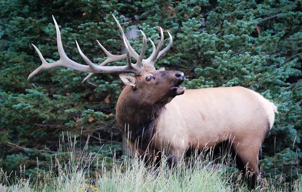 Nevada Elk Hunting Top Factors for a Successful Hunt Today’s Adventure®