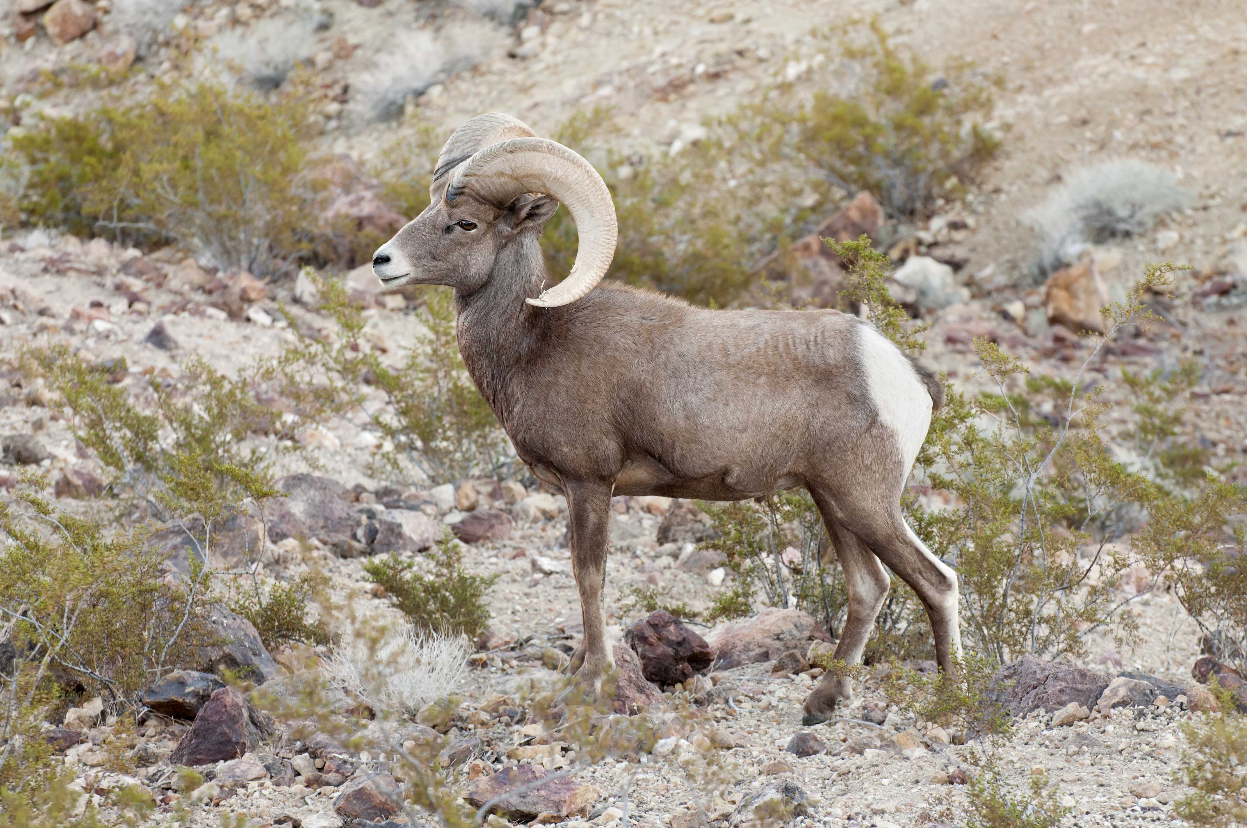Nevada The Ultimate Bighorn Sheep State Today’s Adventure®