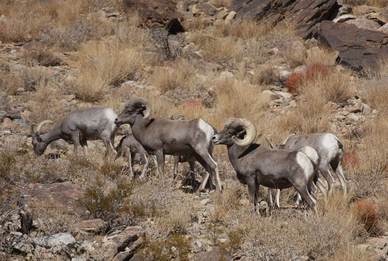 Nevada The Ultimate Bighorn Sheep State Today’s Adventure®
